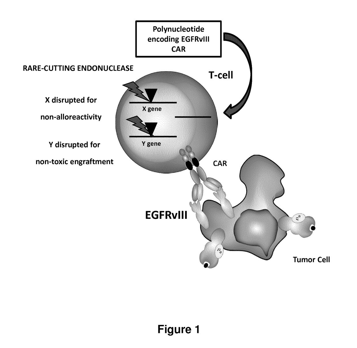 EGFRvIII Specific Chimeric Antigen Receptor For Cancer Immunotherapy