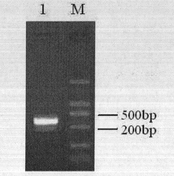 FAT10 gene siRNA recombination analogue virus as well as preparation method and application thereof