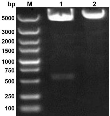 Salmonella broad-spectrum lyase with in-vitro lytic activity and application thereof