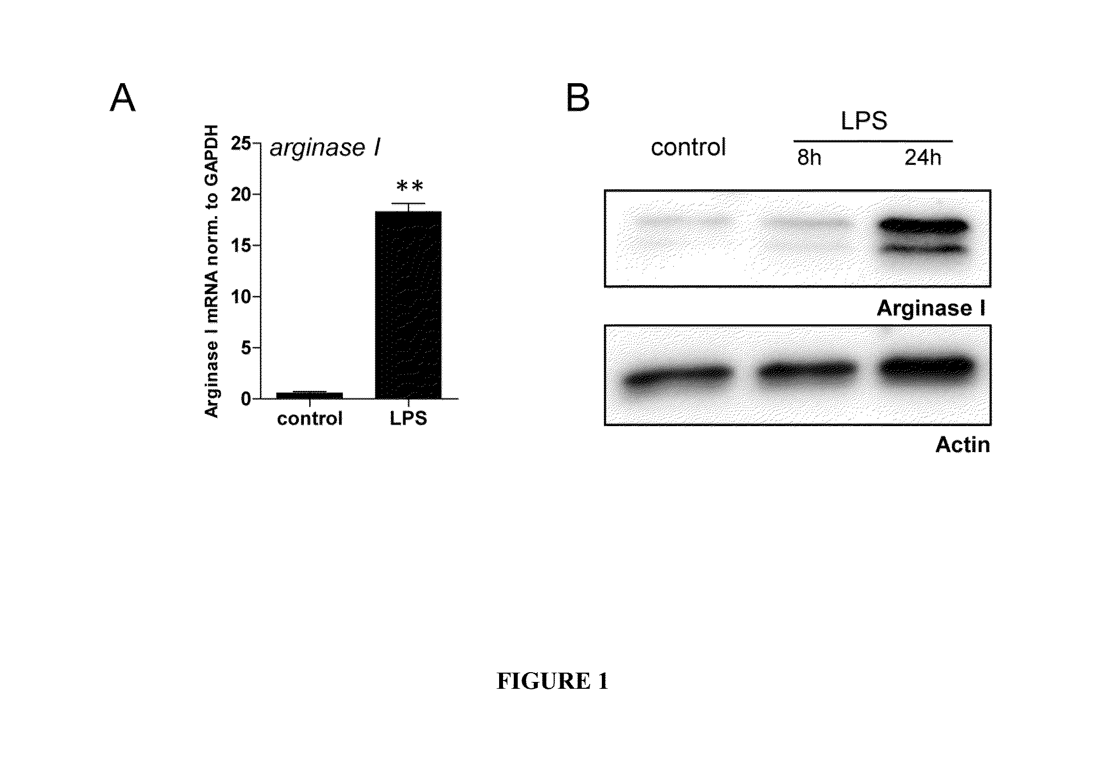 Methods and Compositions for Modulating the Immune System with Arginase I