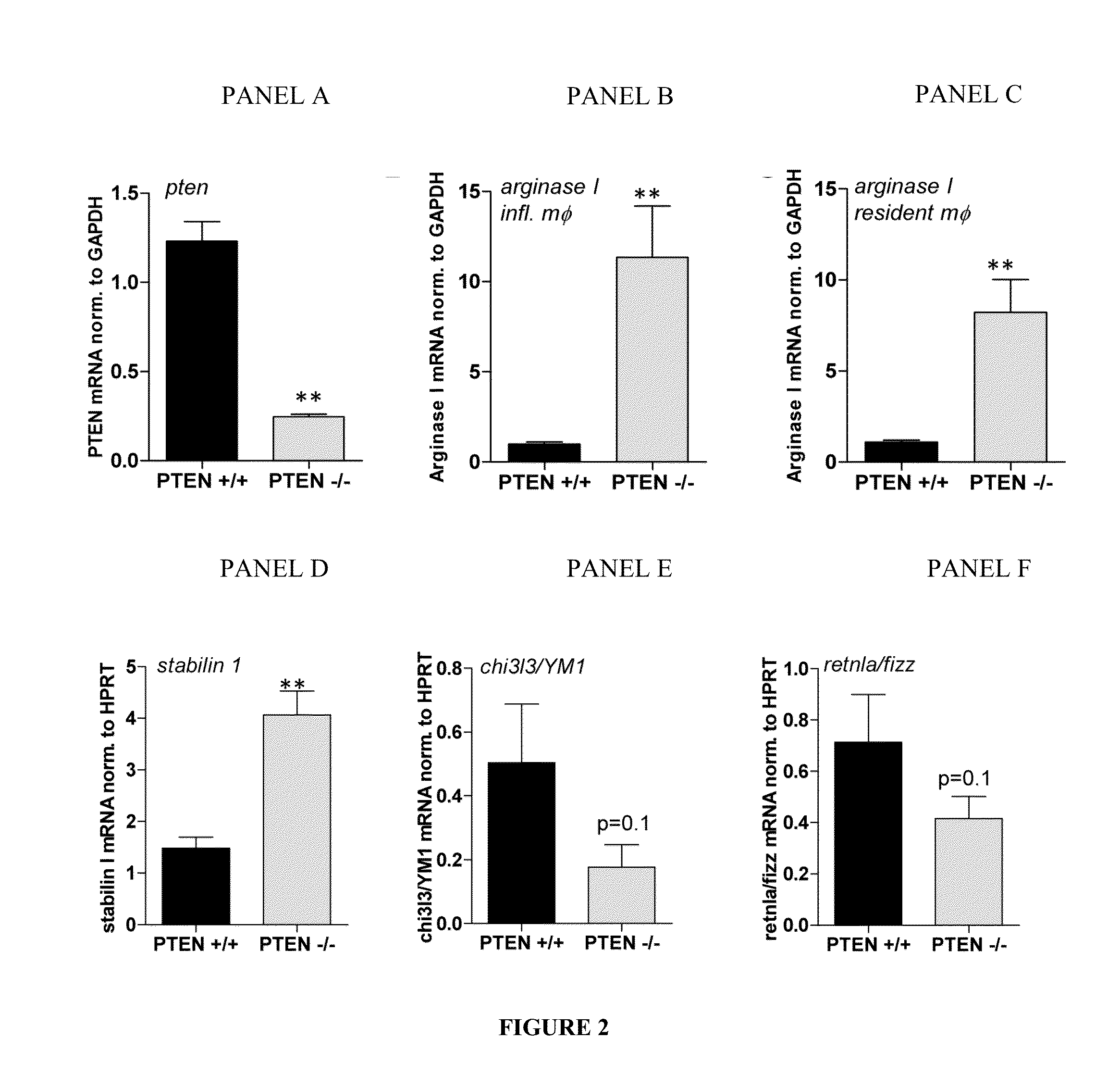 Methods and Compositions for Modulating the Immune System with Arginase I