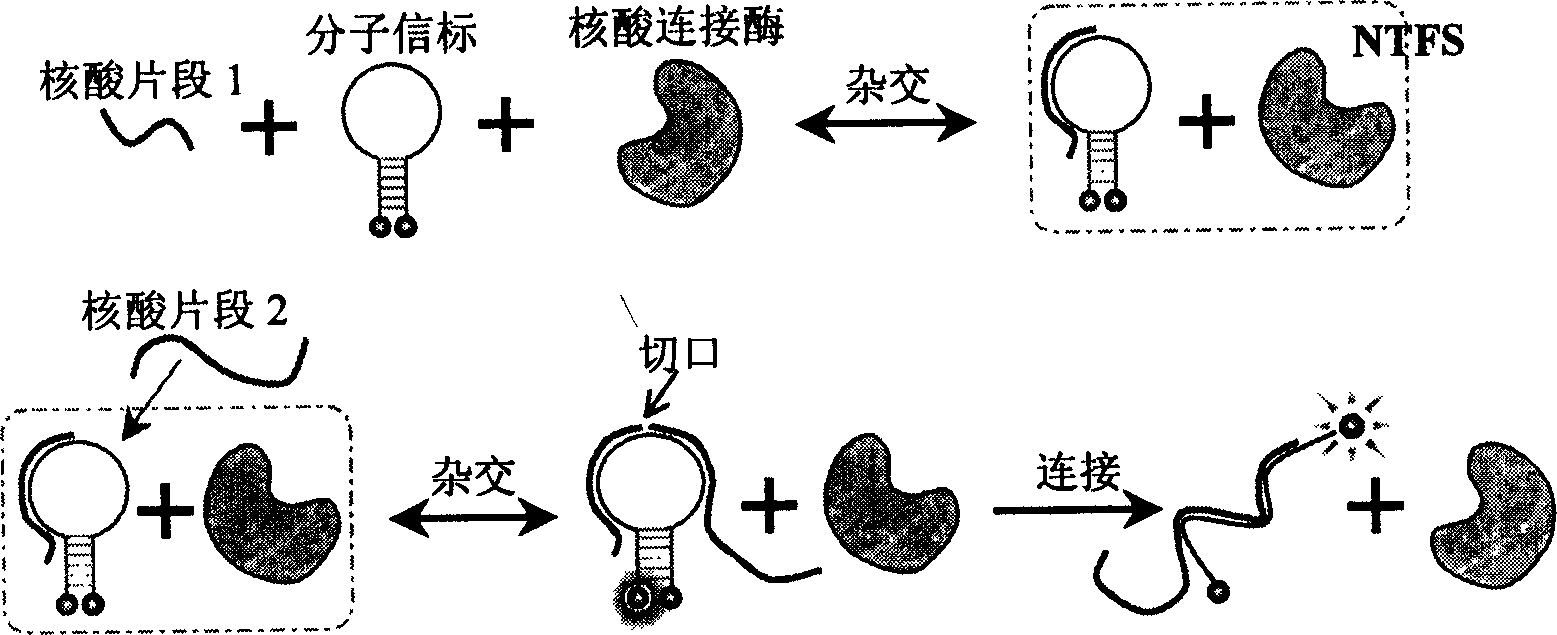 Nucleic acid fragment detection system and its application in nucleic acid analysis and related enzyme study