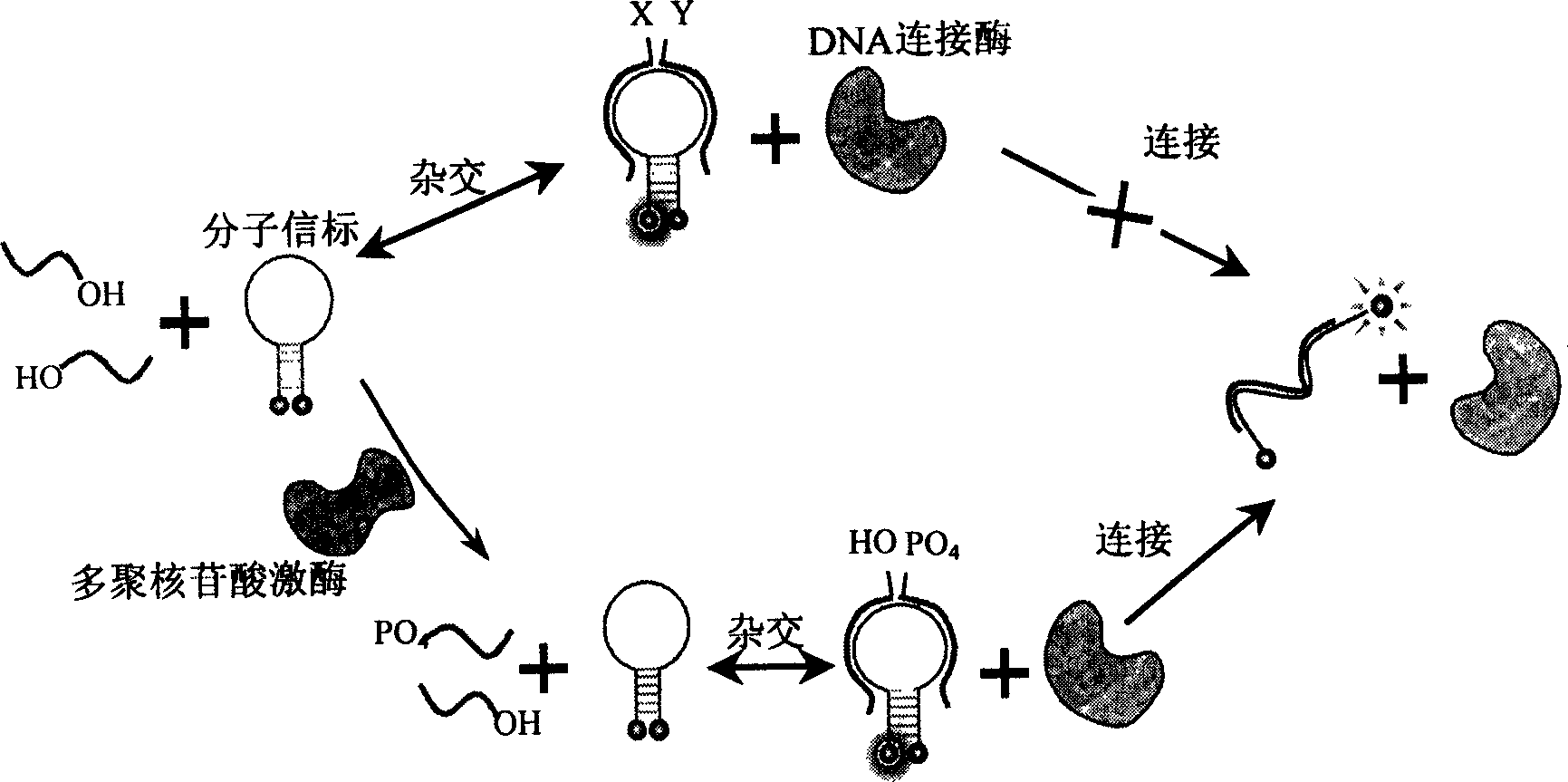 Nucleic acid fragment detection system and its application in nucleic acid analysis and related enzyme study