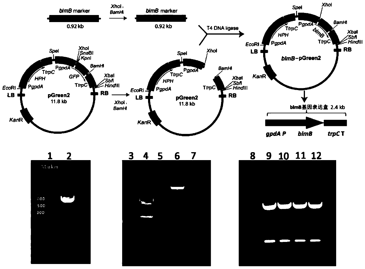 Method for constructing aspergillus oryzae transgenic system taking phleomycin as screening marker/GFP (Green fluorescent protein) as reporter gene