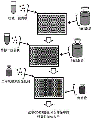 Method for detecting pseudorabies virus ge protein specific antibody in pig saliva