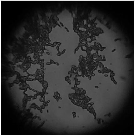 Bacillus siamensis capable of degrading grease and application of bacillus siamensis in grease-containing wastewater