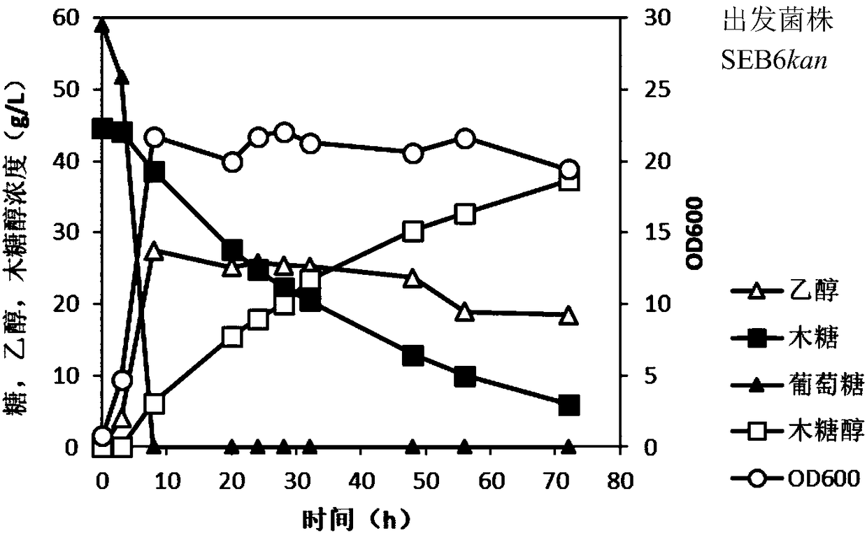 Industrial Saccharomyces cerevisiae strain for high-yield production of xylitol and ethanol by co-fermenting xylose and glucose and construction method
