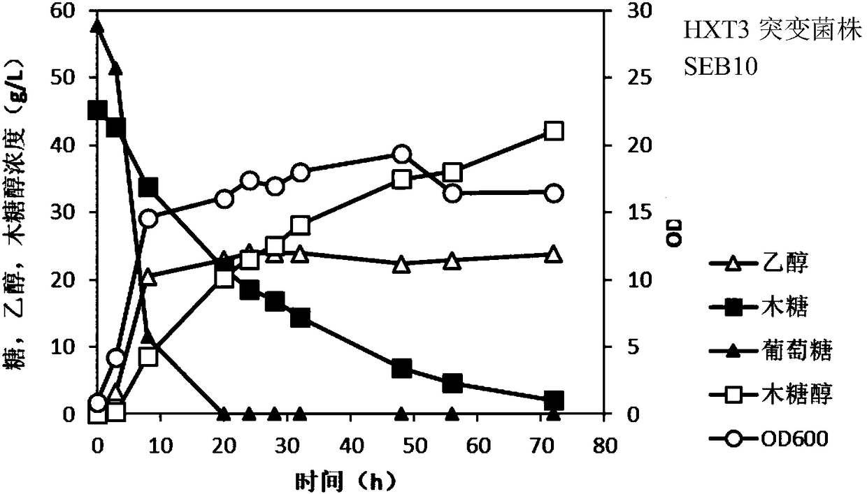 Industrial Saccharomyces cerevisiae strain for high-yield production of xylitol and ethanol by co-fermenting xylose and glucose and construction method