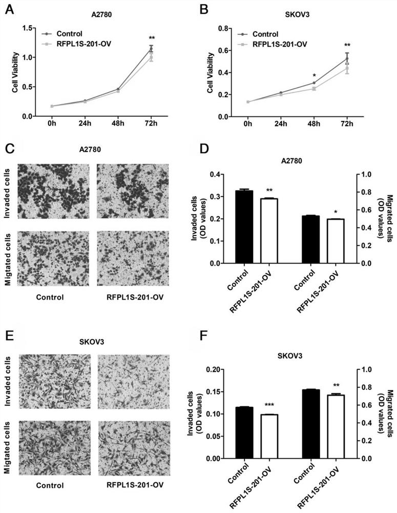 Application of rfpl1s-201 in the preparation of drugs for inhibiting proliferation, invasion and/or metastasis of ovarian cancer