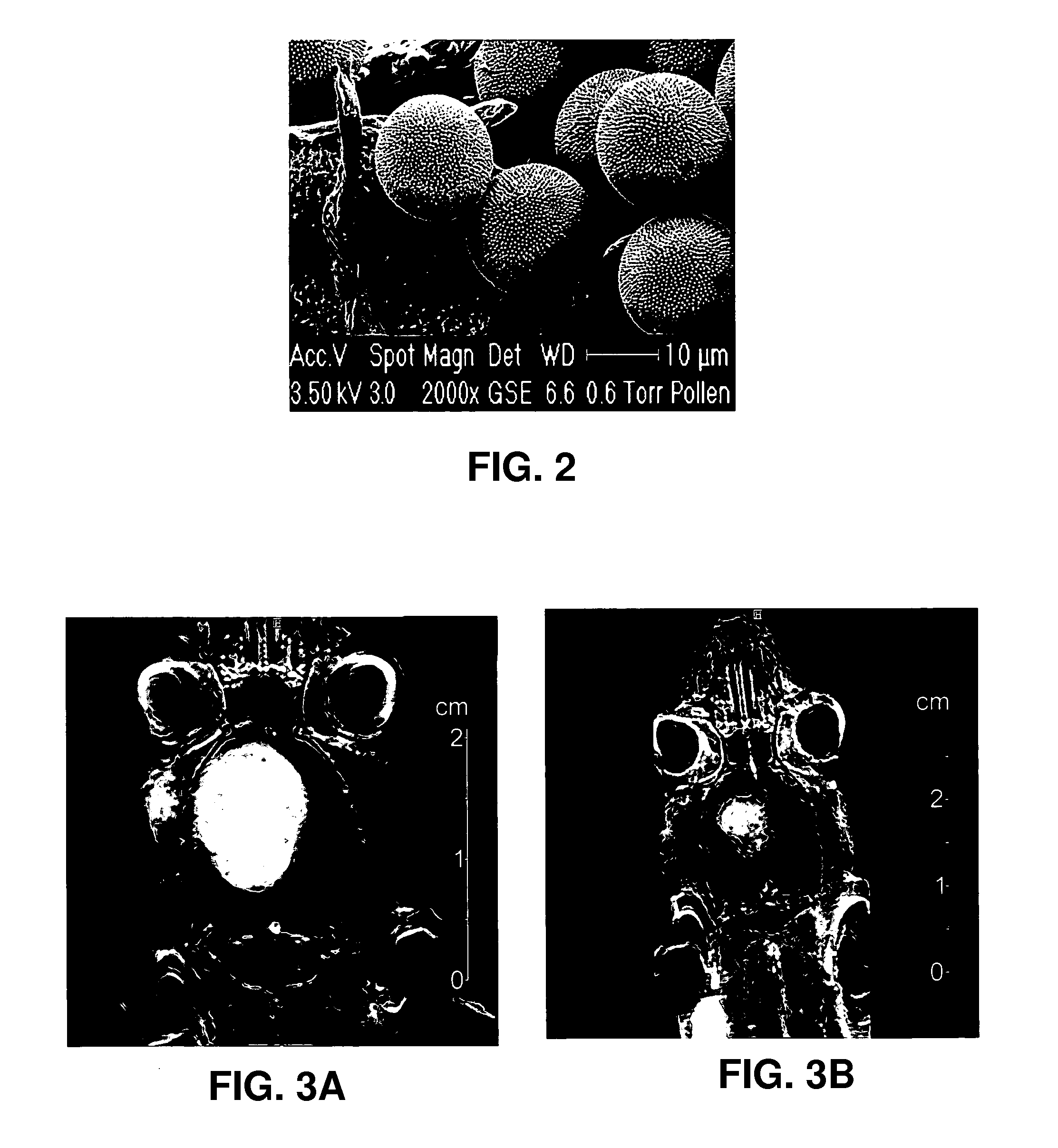 Preparation of stem cells with reprogrammed cell signalling, a method of producing the preparation and a method of use thereof