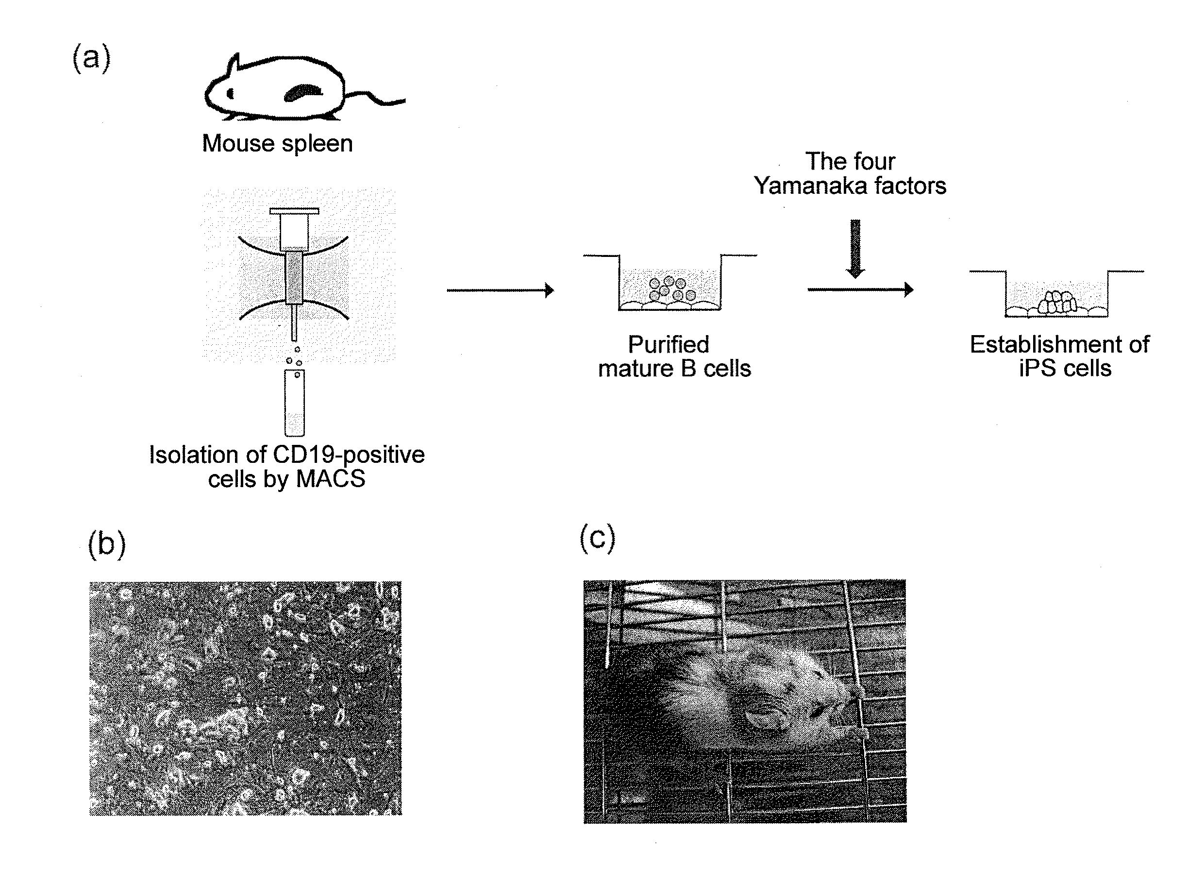 B cell-derived ips cells and application thereof
