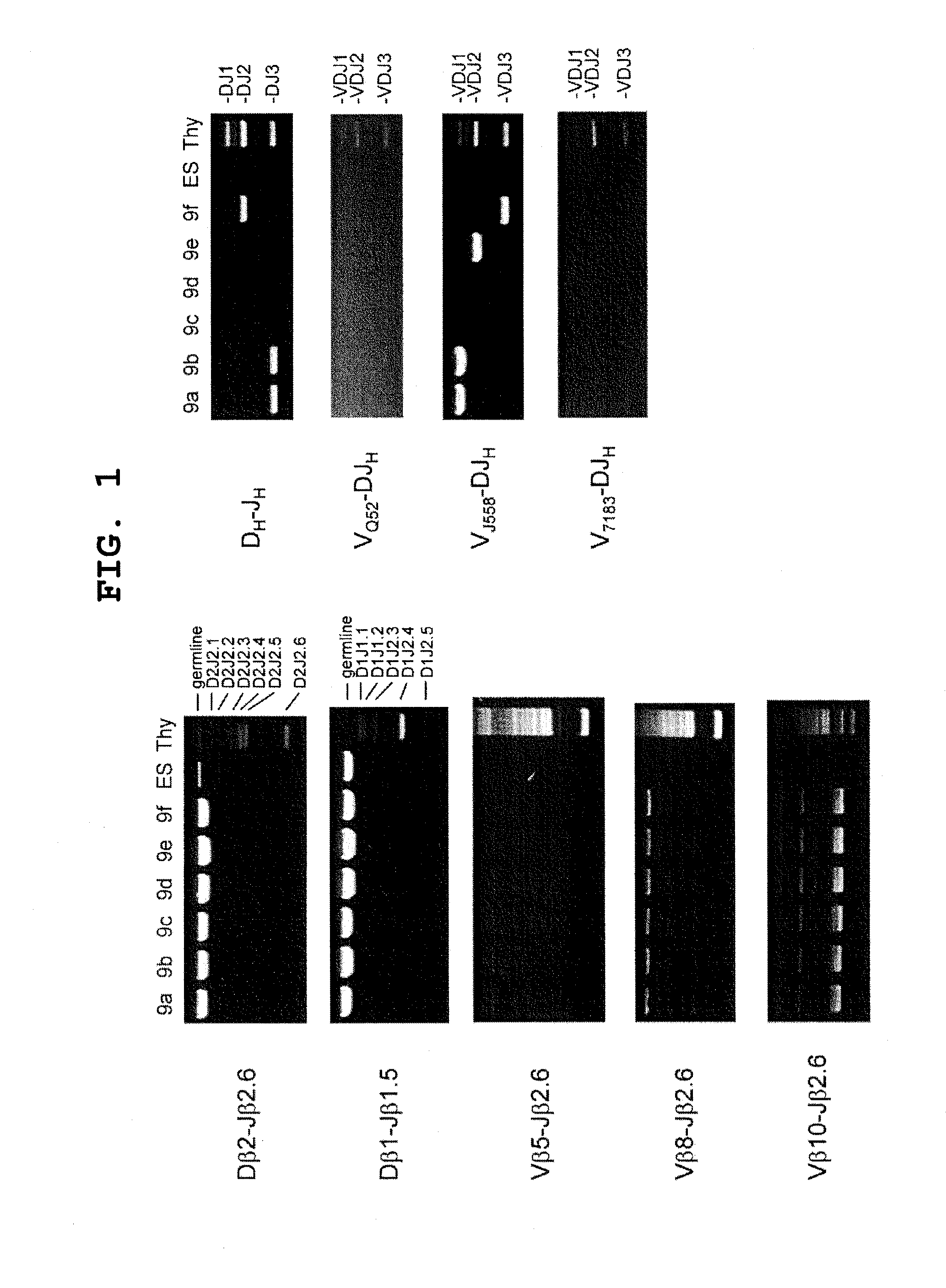 B cell-derived ips cells and application thereof