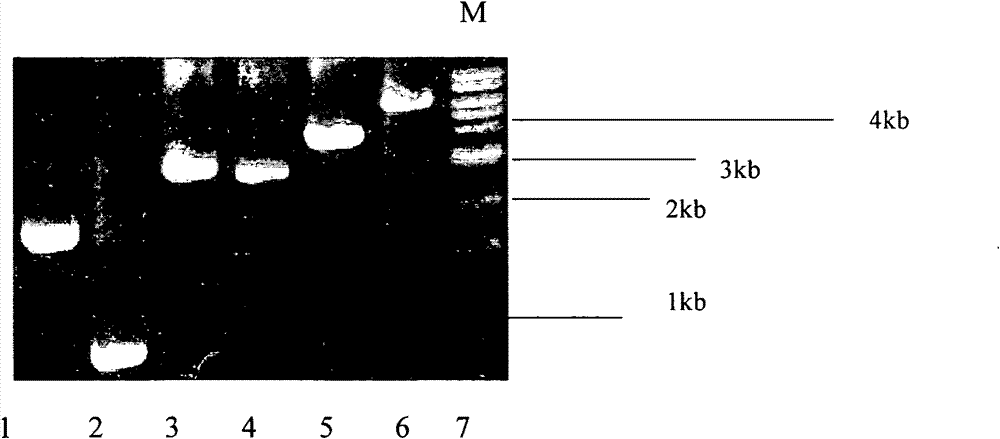 An anti-hcv vaccine and preparation methods and uses thereof