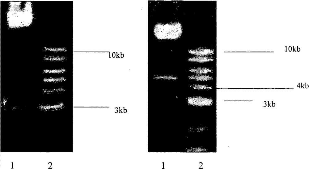 An anti-hcv vaccine and preparation methods and uses thereof