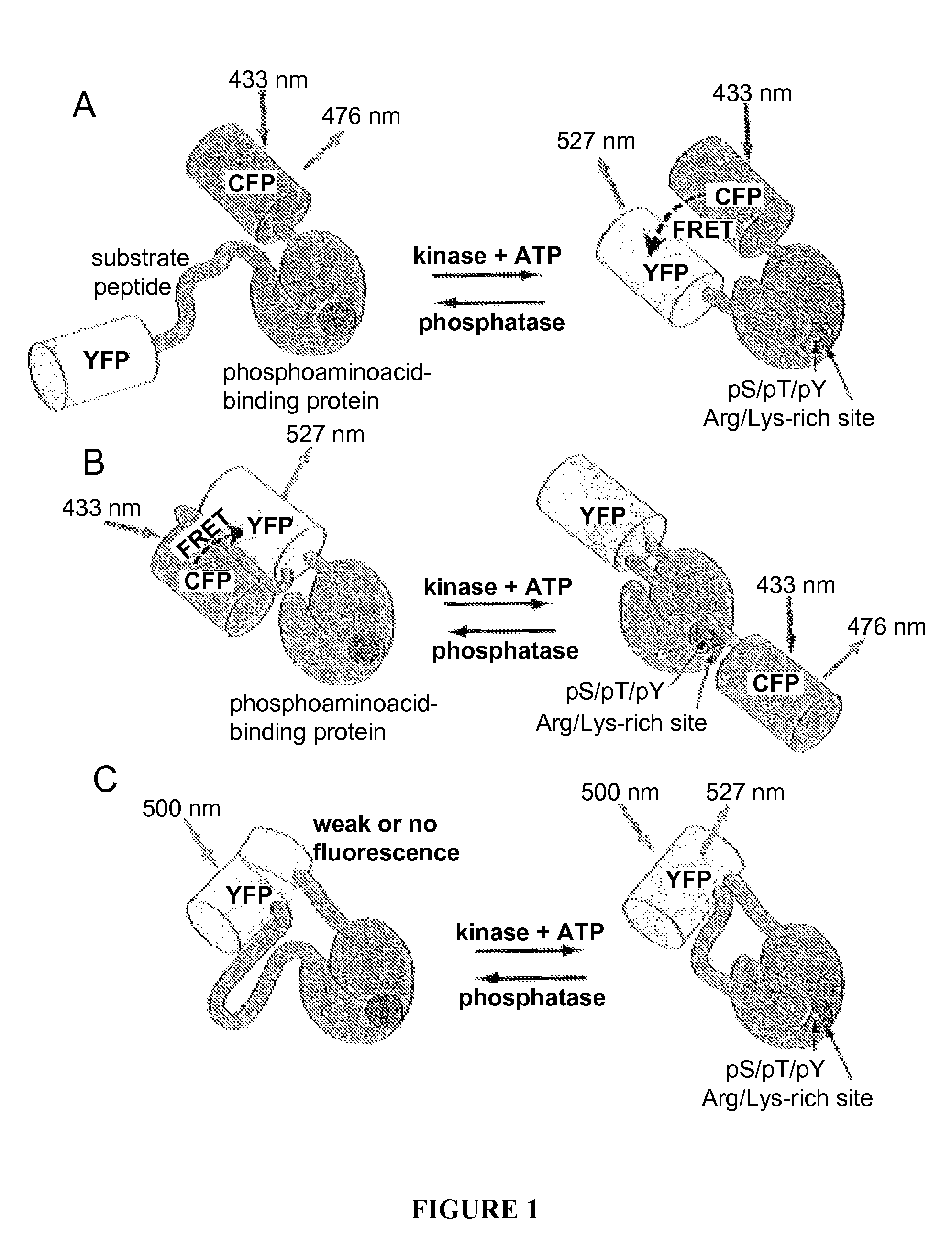 Chimeric phosphorylation indicator