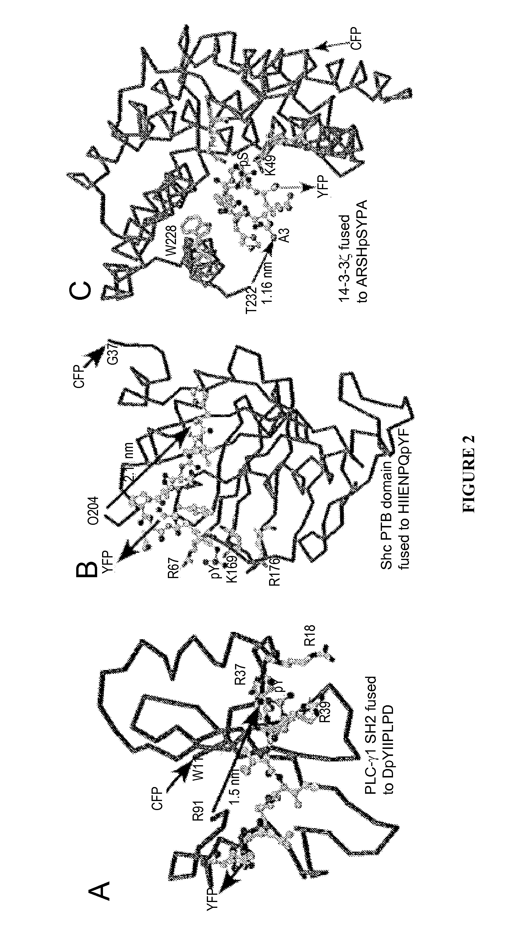 Chimeric phosphorylation indicator