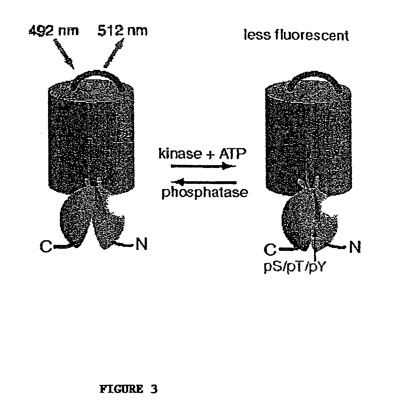 Chimeric phosphorylation indicator