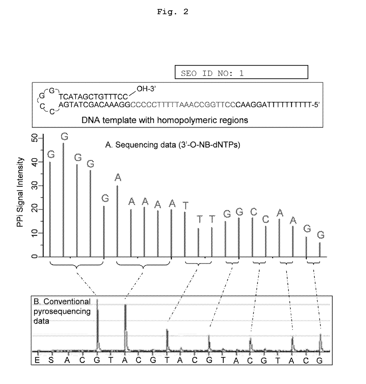 Ion sensor DNA and RNA sequencing by synthesis using nucleotide reversible terminators