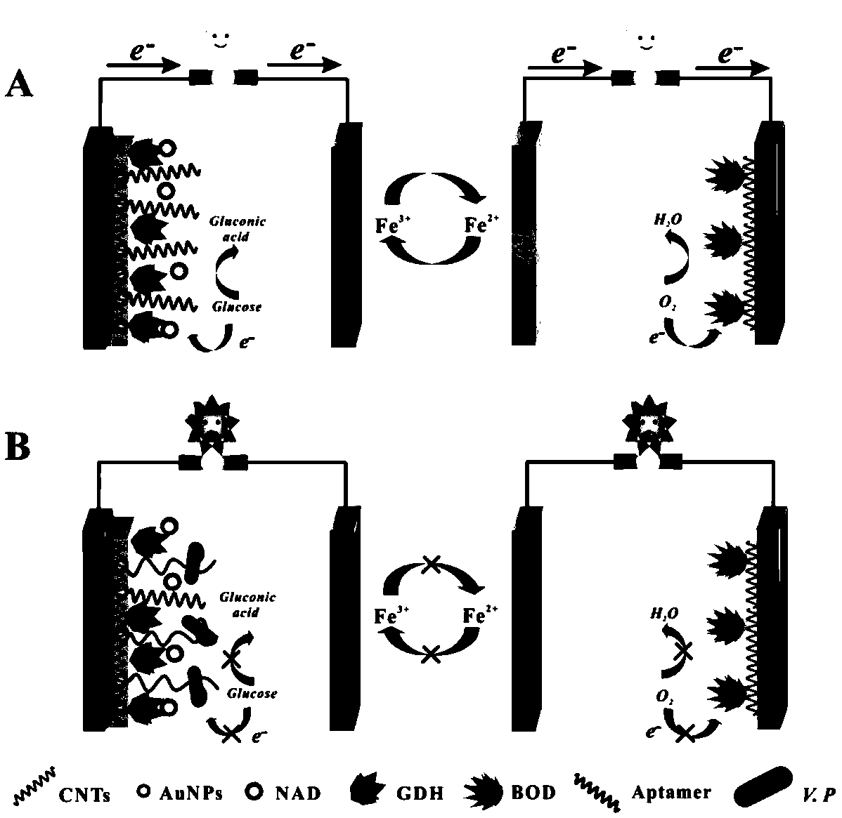 Enzyme biofuel cell (EBFC)-based self-powered bacteria biological sensor and application thereof