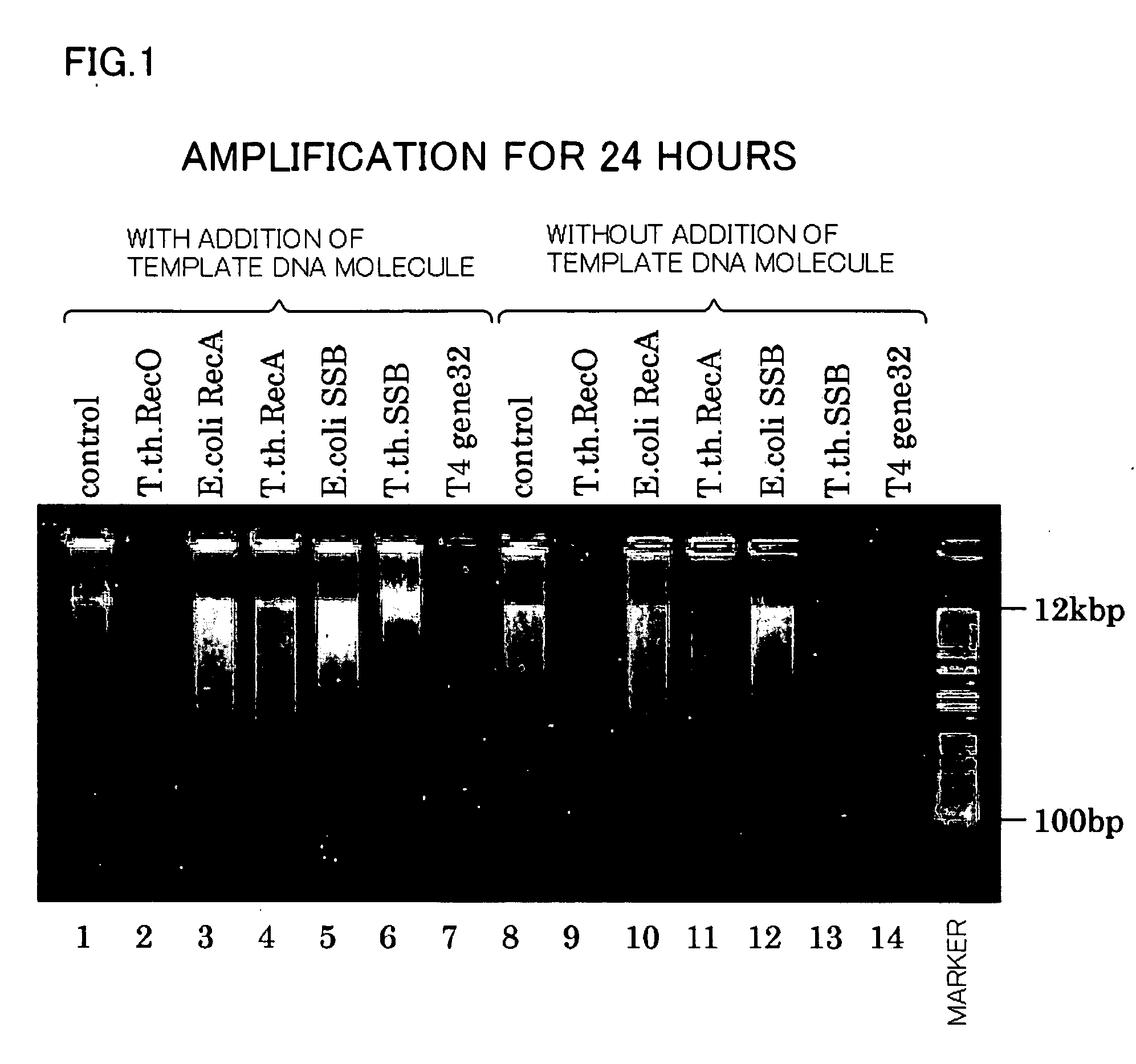 Method of amplifying template DNA molecule using strand-displacing DNA polymerase capable of carrying out isothermal amplification
