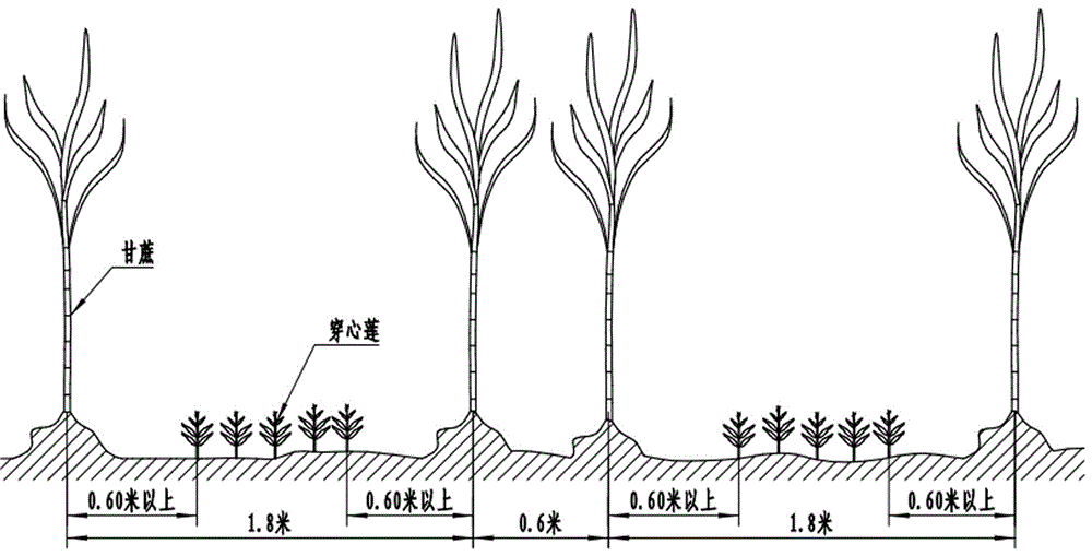 Method for interplanting andrographis paniculata with single-row single-bud sugarcane stalk seeds in wide-narrow-row mode