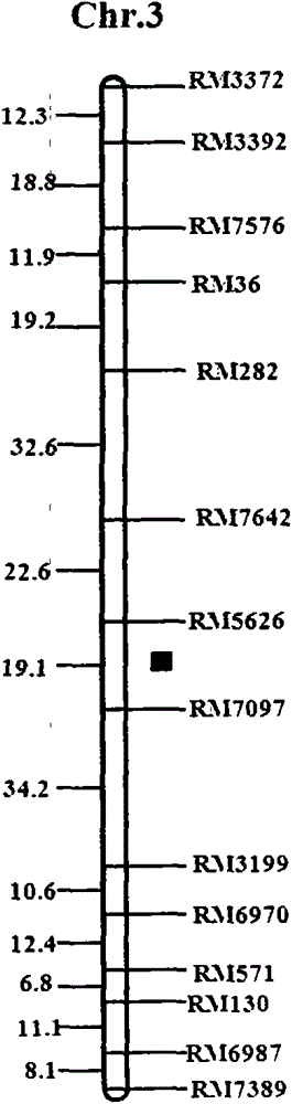 The ssr marker on chromosome 3 linked to the resistance qtl of the rice stem nematode and its application