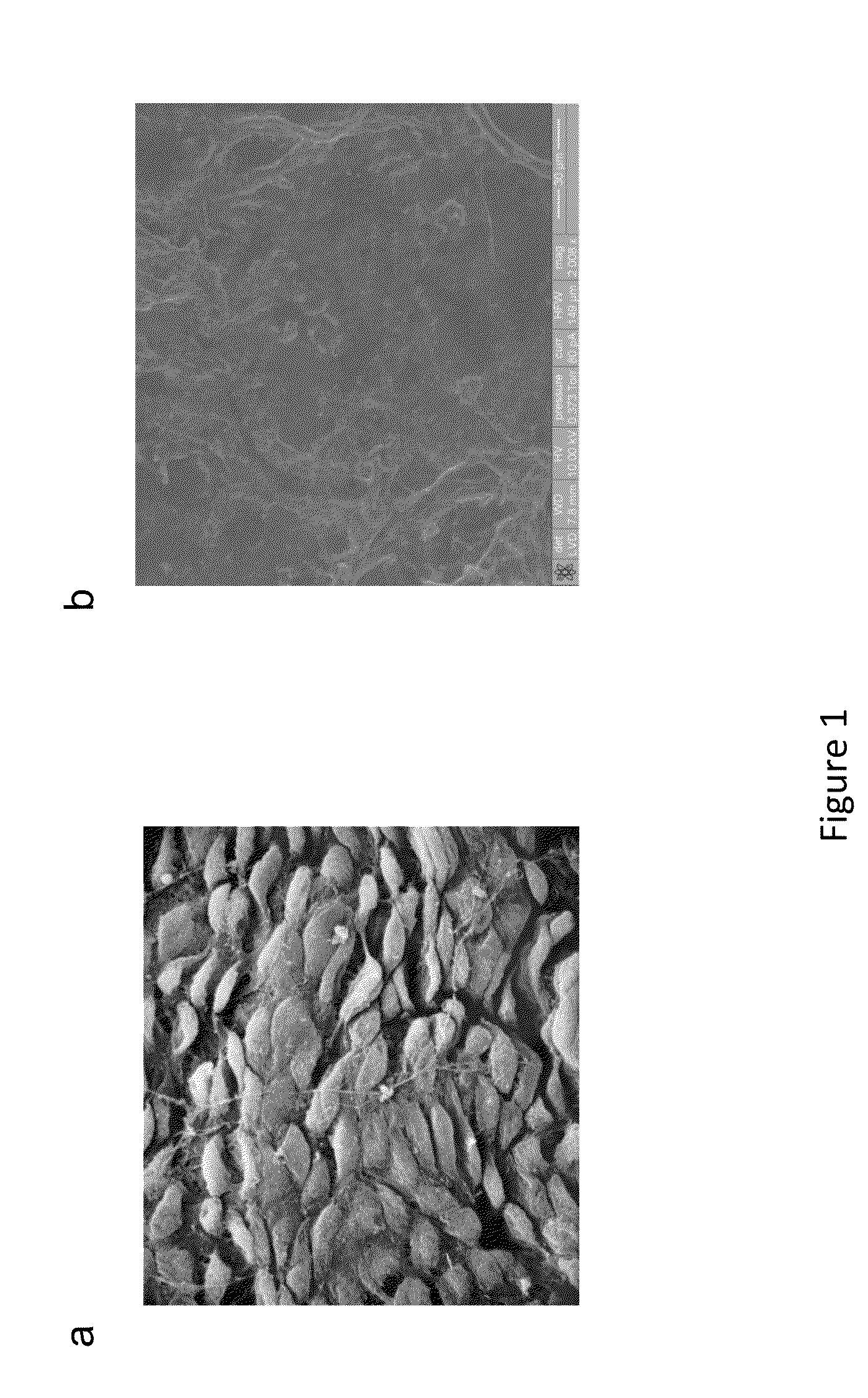 Methods and compositions to modify the immunogenicity of a vascularized organ or tissue