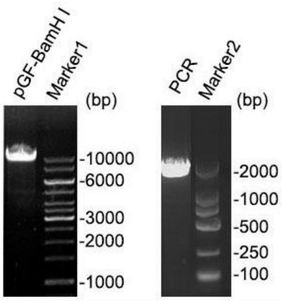 Shuttle plasmid vector, as well as construction method and applications thereof