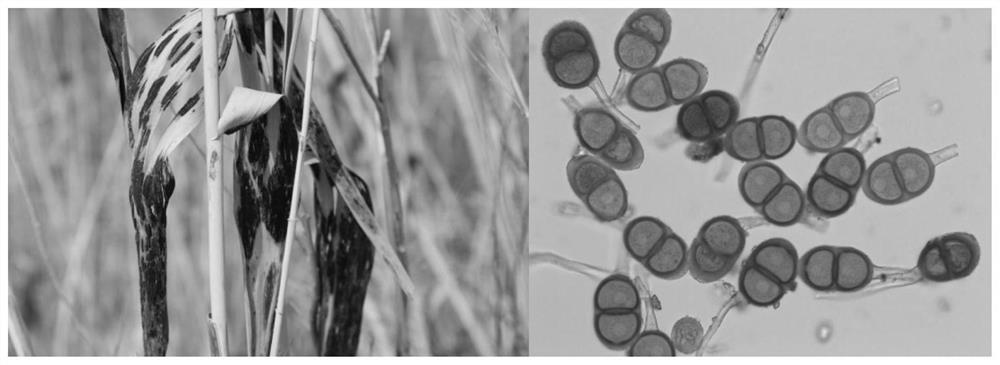 A kind of animal growth promoter containing Puccinia reedi and its preparation method