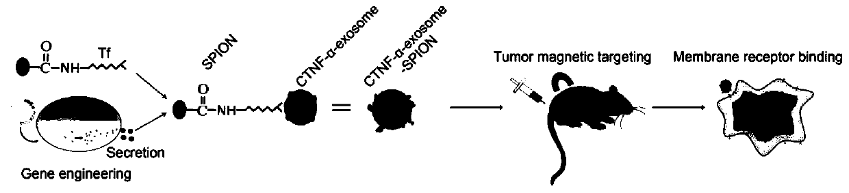 Polypeptide drug exosome nano drug-loading system targeting cell membrane and preparation method of system