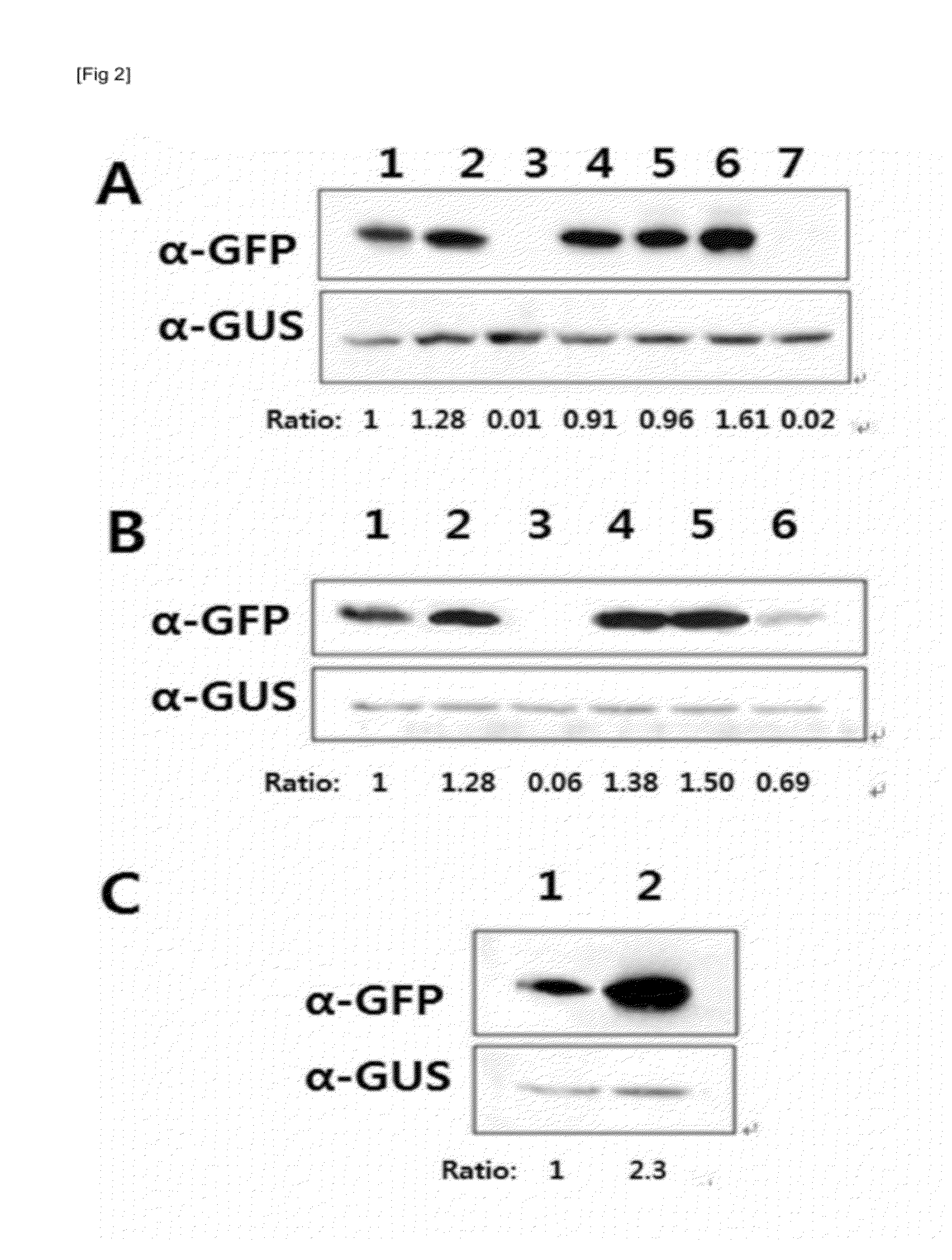 DNA fragment for improving translation efficiency, and recombinant vector containing same