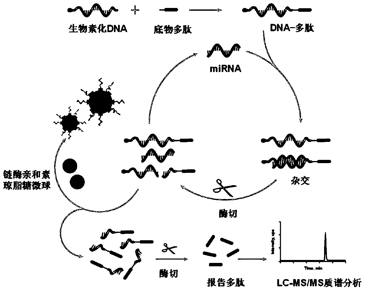 Nucleic acid polypeptide complex probe and preparation method and application thereof