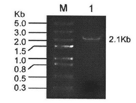 Potassium-ammonium double-function transport molecule of rice and application thereof