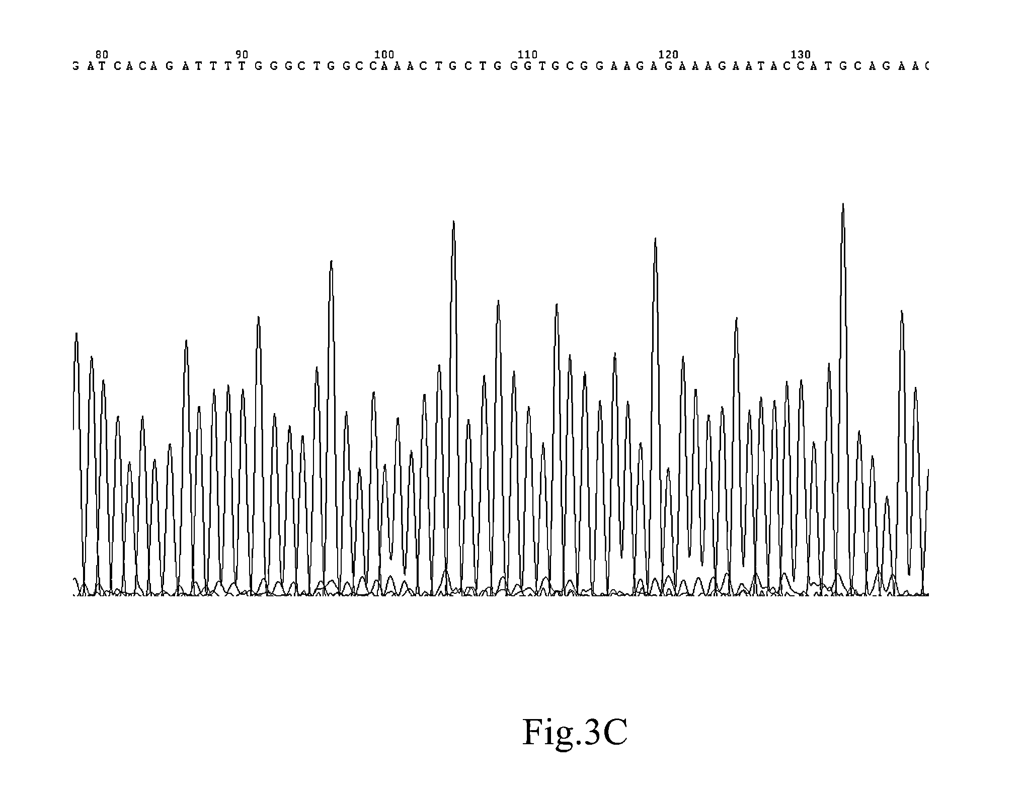 Plasmid standard for use in quantitative assays using fluorescent quantitative PCR