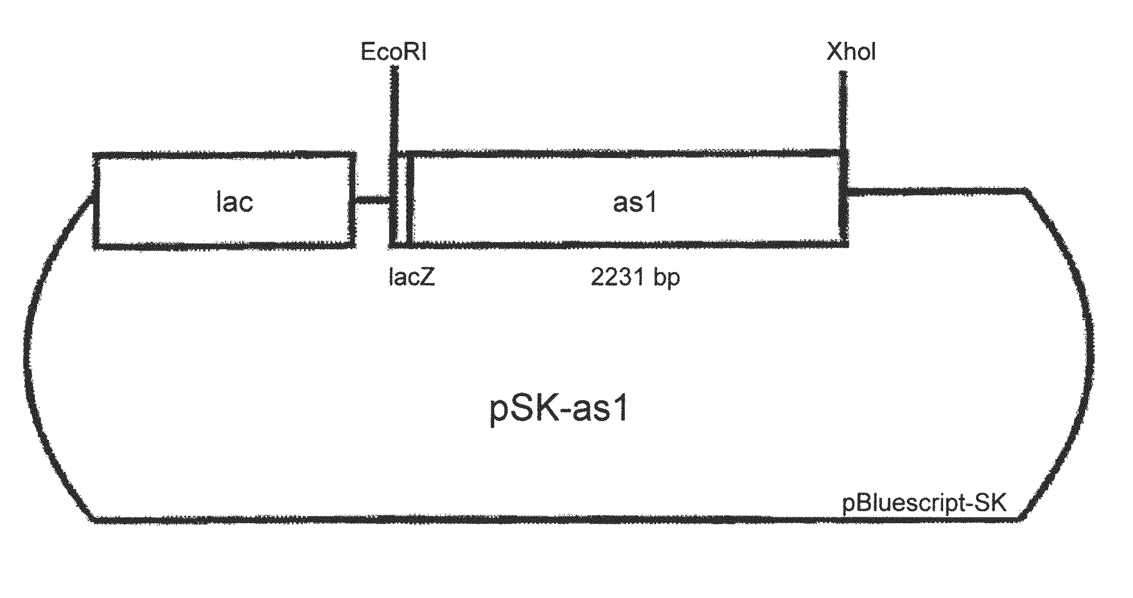 Nucleic acid molecules encoding enzymes having fructosyltransferase activity, and their use
