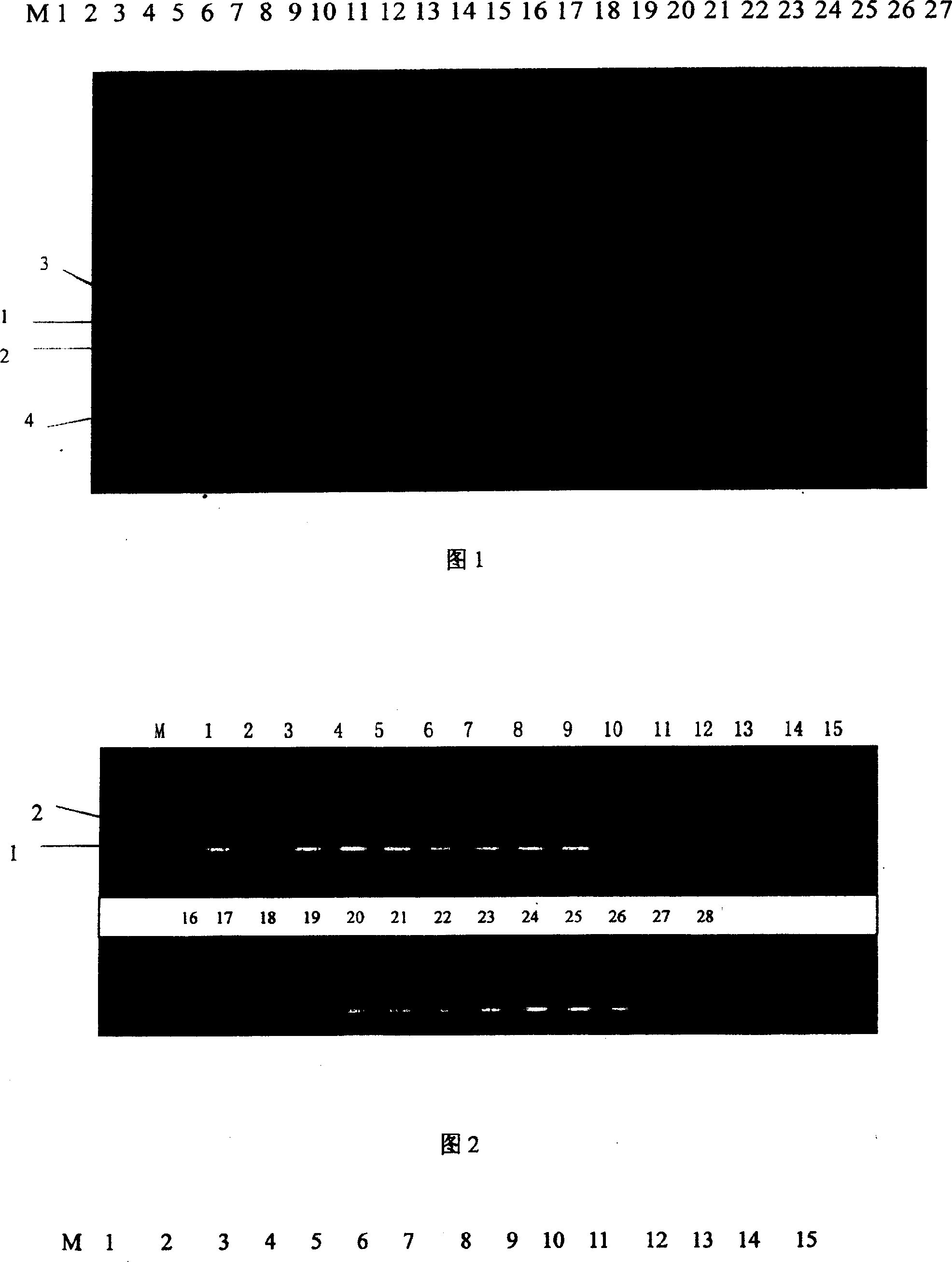 Primer sequence for identifying cucumber ampho disease and its identification method