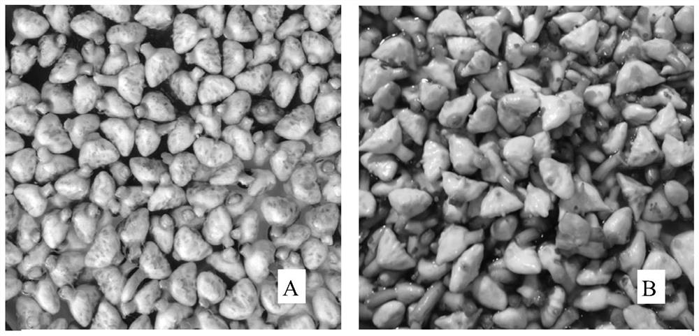 A method for germplasm preservation and purification and rejuvenation of Nanhu water chestnut