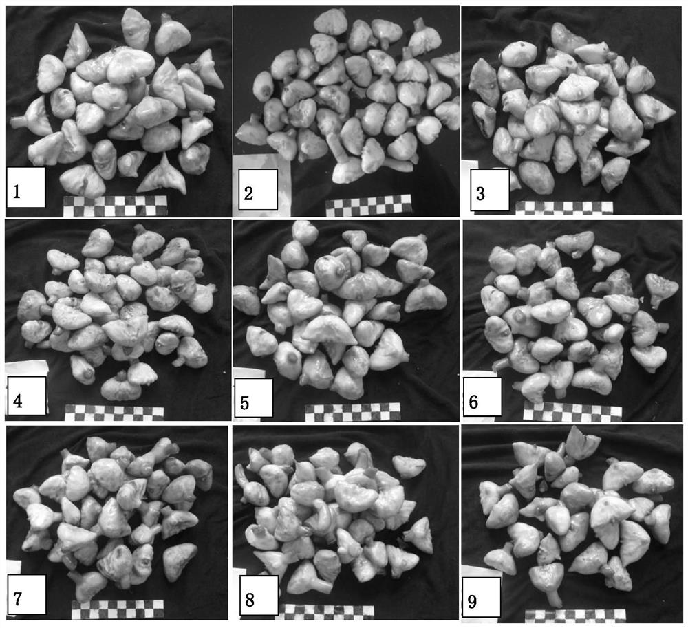 A method for germplasm preservation and purification and rejuvenation of Nanhu water chestnut