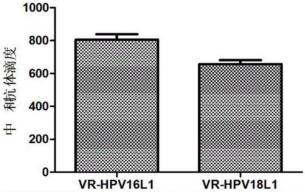 HPV16, 18L1 recombinant DNA vaccine for preventing and treating esophagus cancers