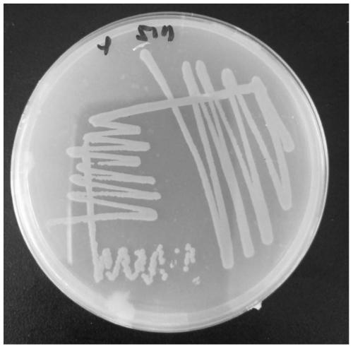 High-performance feather degrading bacterium and application thereof