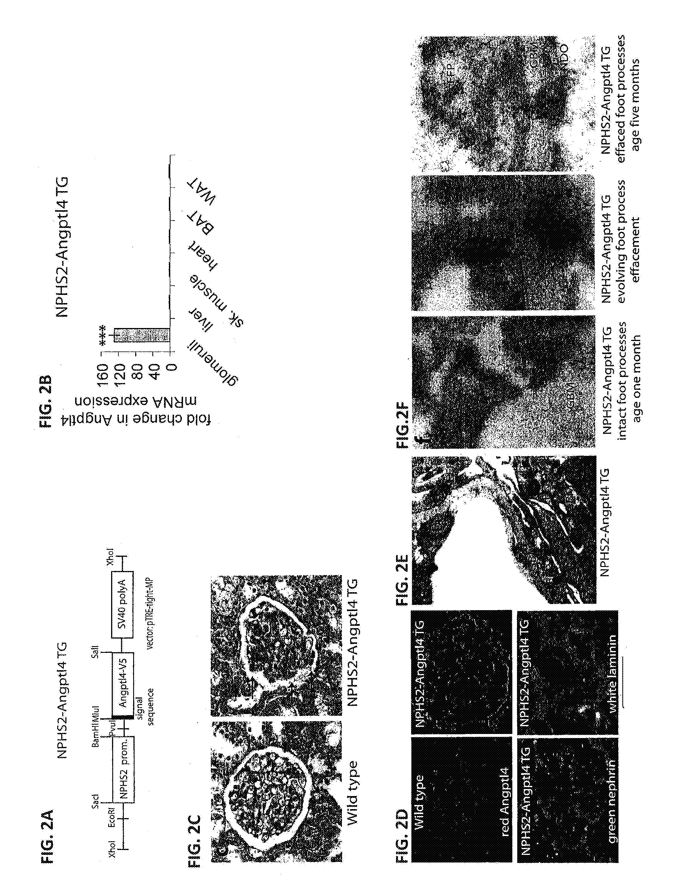 Methods of treatment