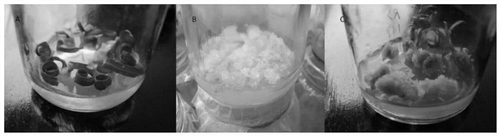 Method for obtaining fusarium oxysporum resistant carnation clone