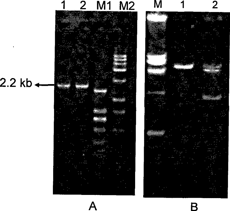 Application of dominant suppressing mutant F427D as anthrax bacillus toxin inhibitor and vaccine