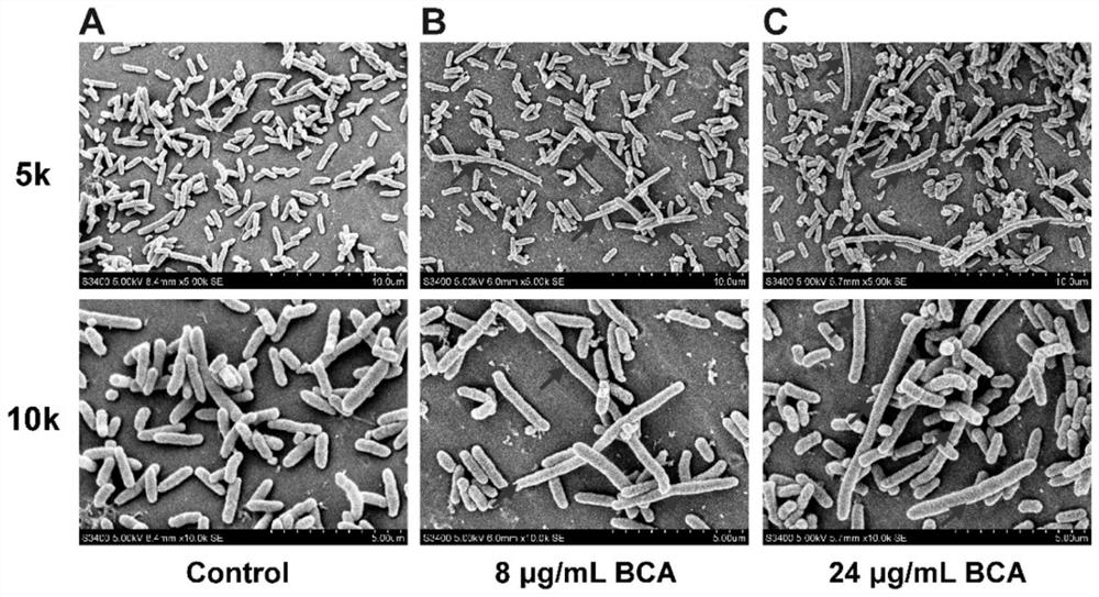 Application of alpha-bromocinnamyl aldehyde in prevention and treatment of bacterial infectious diseases
