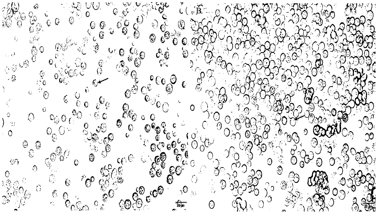 A method for isolation, purification and primary culture of grass carp intestinal macrophages