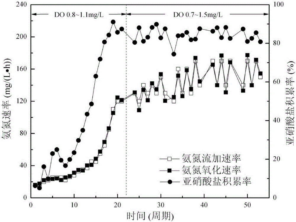 Ammonia nitrogen feeding-periodic running ammonia-oxidizing bacterium colony screening and enrichment culture method