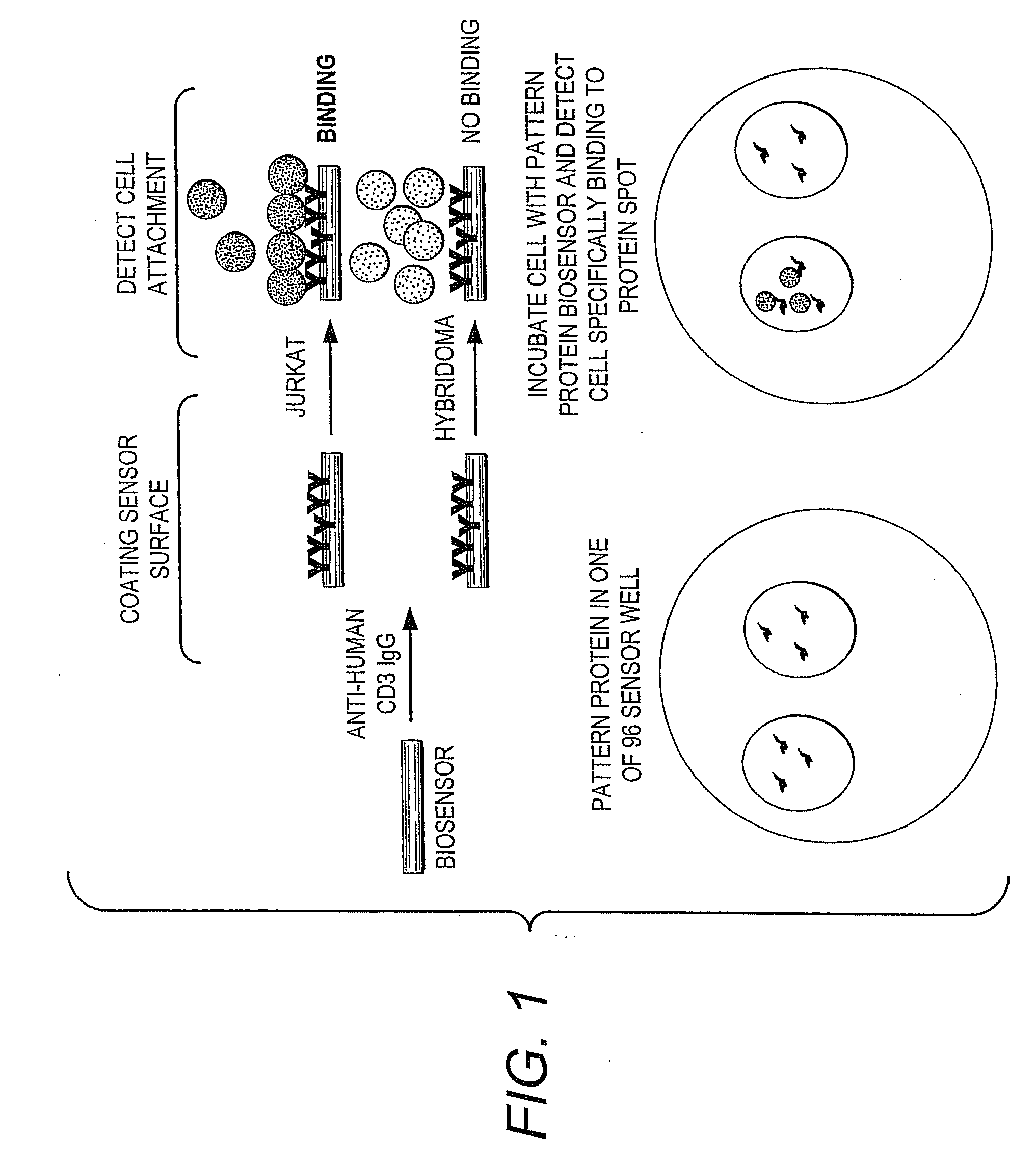 Methods of Detection of Changes in Cells