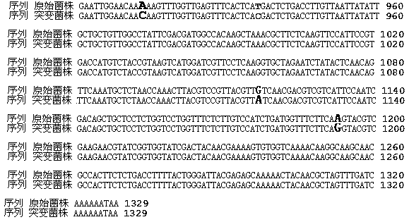 Multi-site mutant strain of phytase gene of Torula delbrueckii and its application