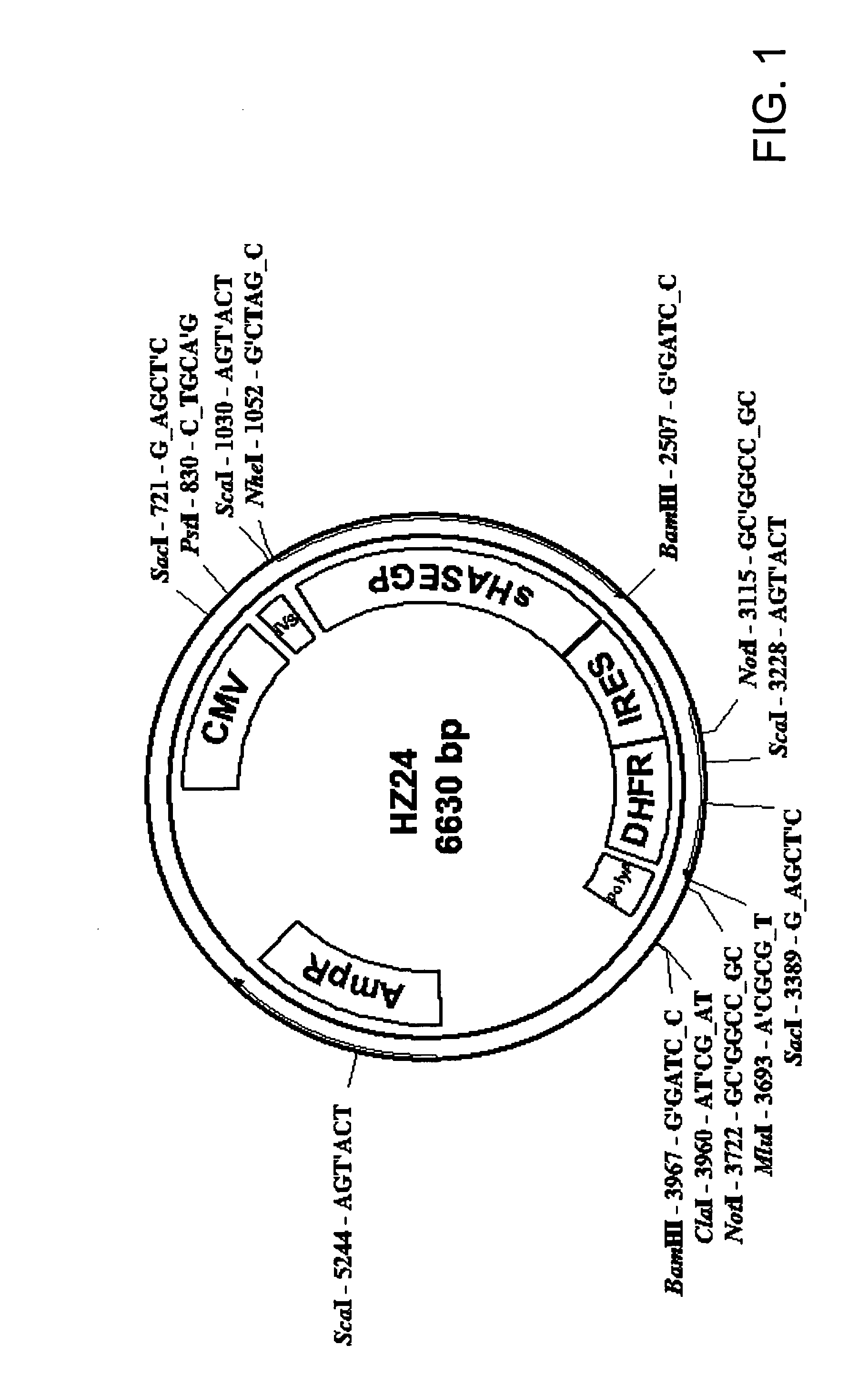 Soluble hyaluronidase glycoprotein (sHASEGP), process for preparing the same, uses and pharmaceutical compositions comprising thereof