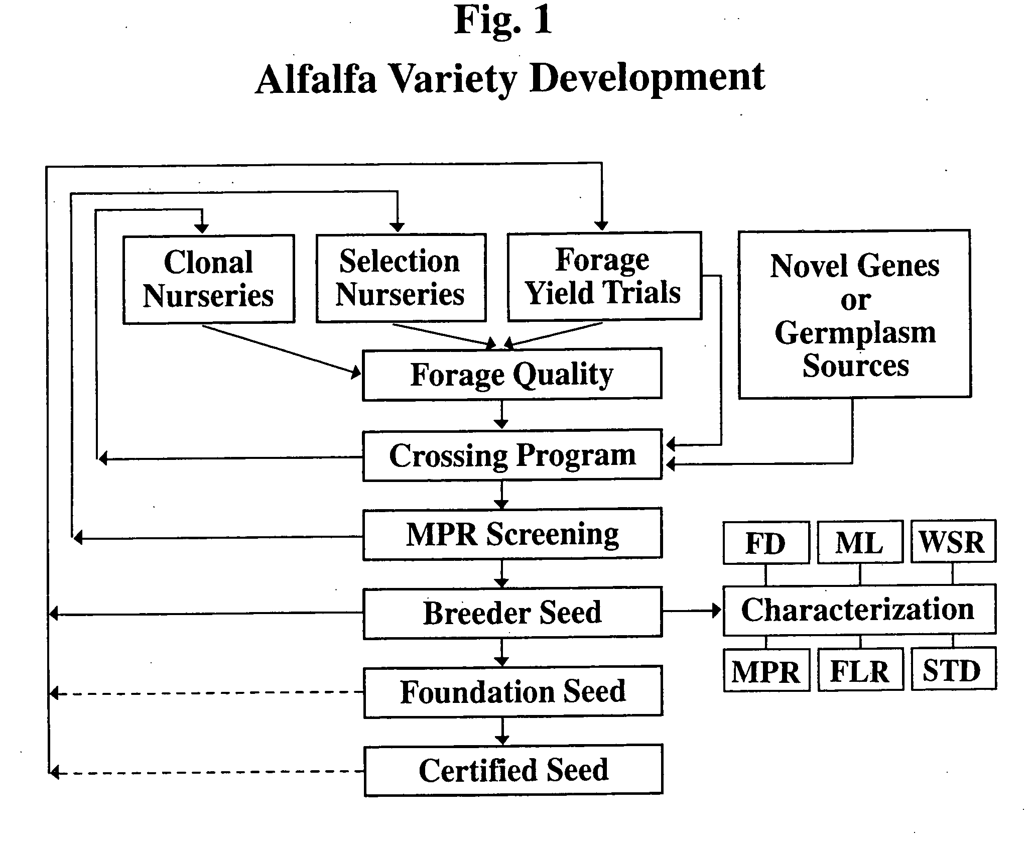 Alfalfa plants having improved fast recovery after harvest and methods for producing same
